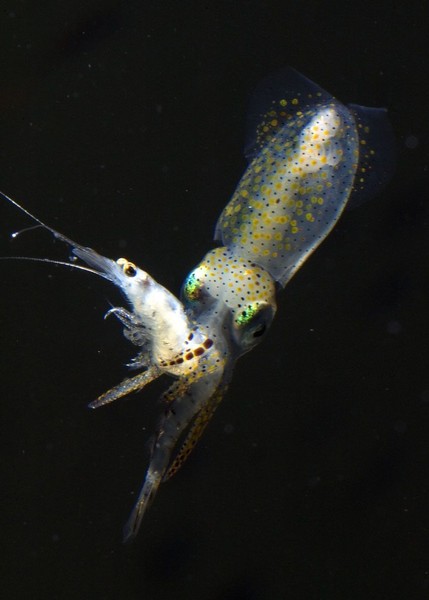 Sepioteuthis australis - Dr Steve O'Shea is attempting to break his own world record for keeping deep sea squid alive in captivity